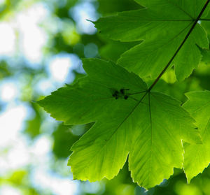 Close-up of green leaves