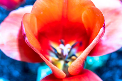 Close-up of flower