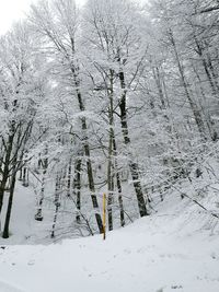 Snow covered tree against sky