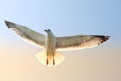 Low angle view of seagull flying