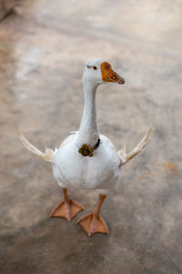 High angle view of bird on land