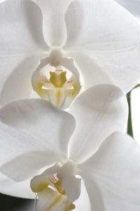 Close-up of white orchids blooming outdoors