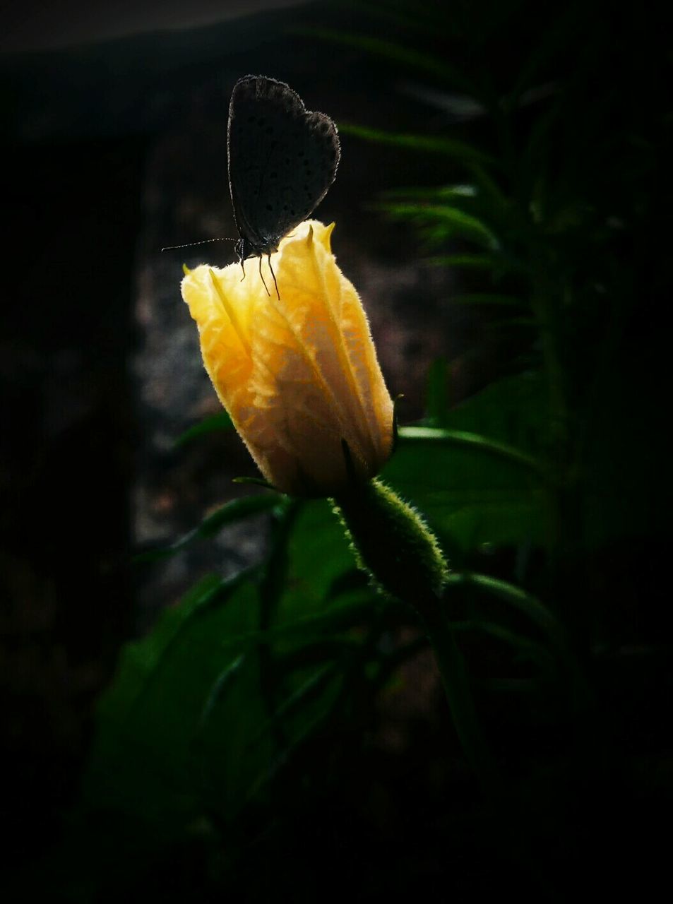 flower, petal, fragility, flower head, freshness, growth, nature, plant, beauty in nature, outdoors, close-up, no people, yellow, green color, focus on foreground, blooming, night, leaf