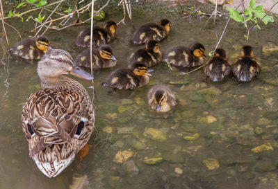 Ducks in a lake