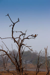 Bird perching on bare tree against sky