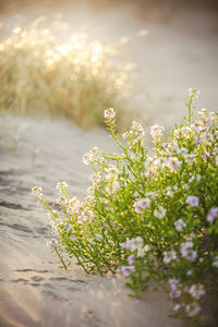Close-up of flowering plant on field