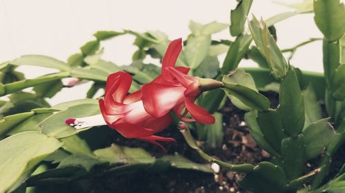 Close-up of red rose blooming outdoors