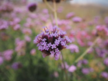 Close-up of purple flowering plant on field