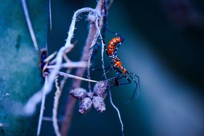 Close-up of spider on web