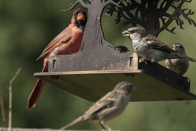 Close-up of bird perching on branch