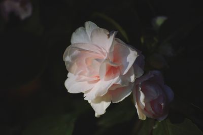 Close-up of rose