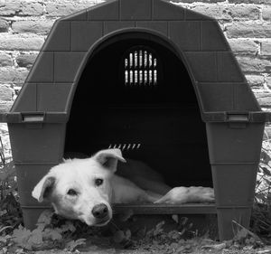 Portrait of dog sitting outdoors