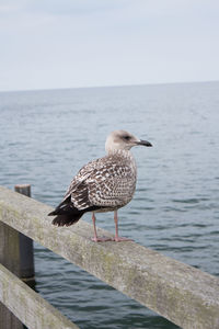 Seagull perching on wooden post