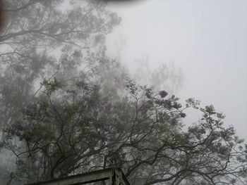Low angle view of flower trees against sky