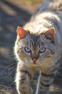 Close-up of cat