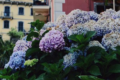 Close-up of flowers