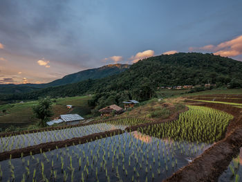 Scenic view of agricultural field against sky