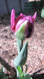 Close-up of pink flower