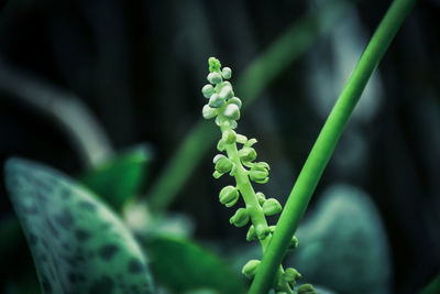 Close-up of plants growing outdoors