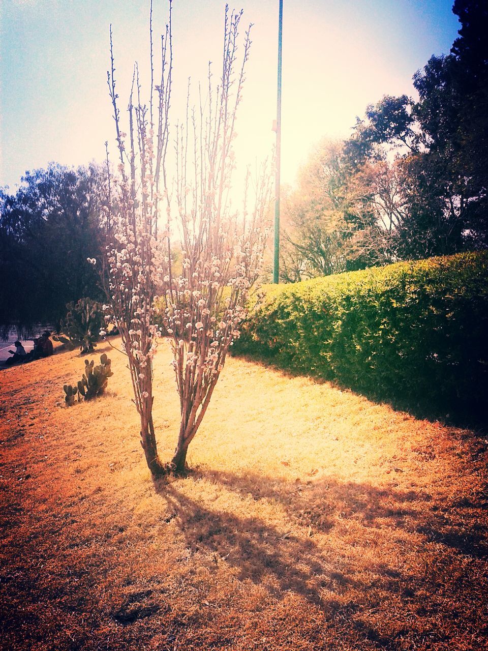 tree, tranquility, sunlight, growth, shadow, tranquil scene, nature, landscape, beauty in nature, field, sky, no people, day, park - man made space, outdoors, clear sky, plant, scenics, branch, the way forward