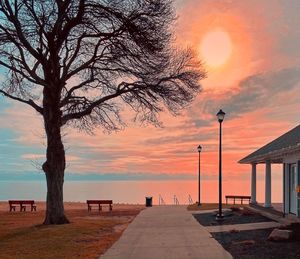 Street by tree against orange sky