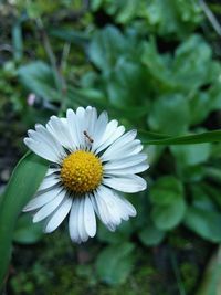 Close-up of white flower blooming outdoors