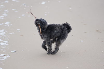 Dog walking on beach