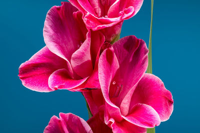 Close-up of pink flower
