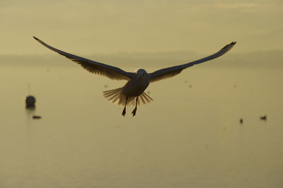 Seagull flying in the sky