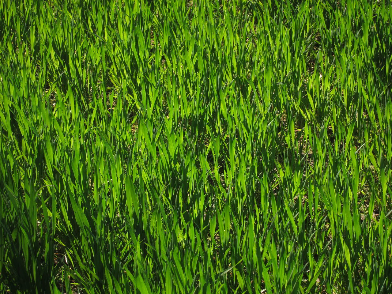 CLOSE-UP OF GREEN LEAVES ON FIELD