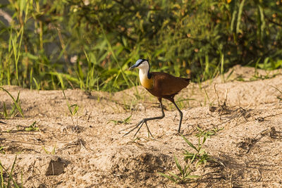 Bird perching on a field