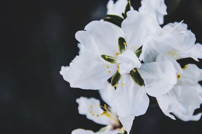 Close-up of fresh white flower tree against sky