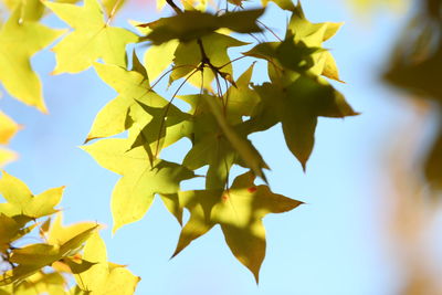 Low angle view of yellow leaves against sky