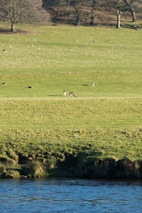 Birds grazing on grassy field