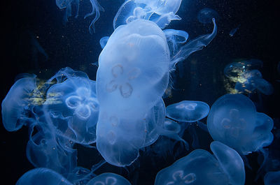 Close-up of jellyfish swimming in sea