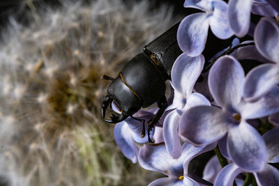 Close-up of purple flowering plant