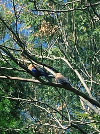 Bird perching on tree