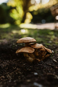 Close-up of mushroom growing on field