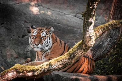 Tiger relaxing in a zoo