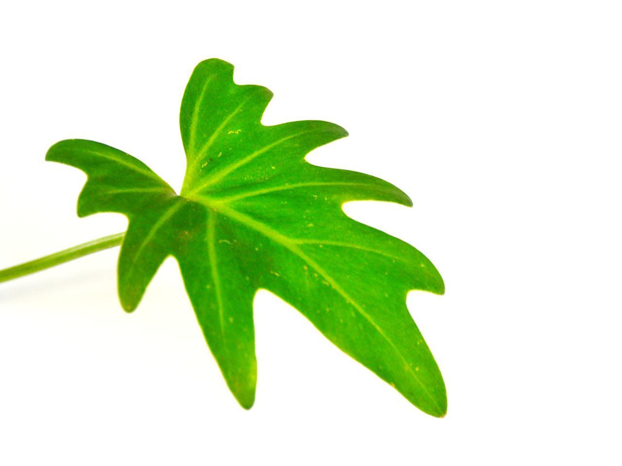 CLOSE-UP OF GREEN LEAVES