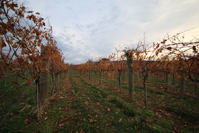 Scenic view of field against sky during autumn