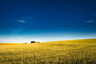 Scenic view of field against blue sky