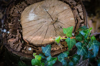 Close-up of tree stump