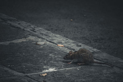 High angle view of rat on street