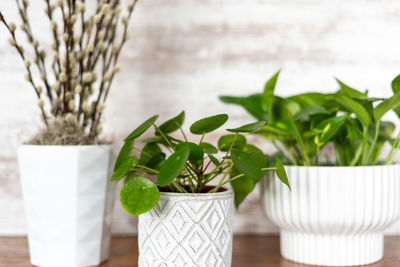 Close-up of potted plant on table