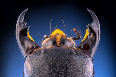 Close-up of fish against blue sky