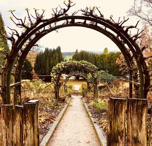 Trees against clear sky