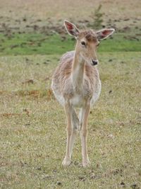 Portrait of sheep standing on field