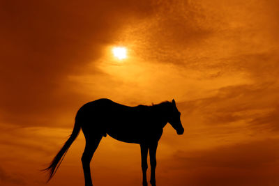 Silhouette horse against orange sky