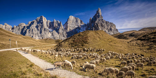 Panoramic view of sheep on field against sky